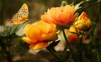 Jakie ciśnienie do mycia dachu?