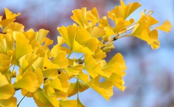 Dlaczego po włączeniu klimatyzacji włącza się wentylator?