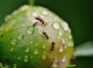 Czy mrówki robią kupy?