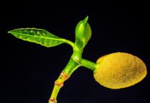 Jak jeść jackfruit z puszki? Jak jeść jackfruit z puszki?