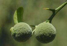 Jak smakuje owoc yuzu? Jak smakuje owoc yuzu?