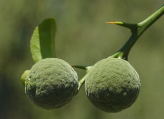 Jak smakuje owoc yuzu?