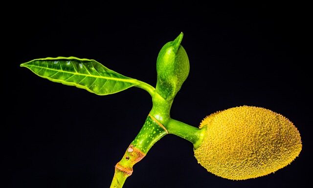 Jak pachnie jackfruit? Jak pachnie jackfruit?