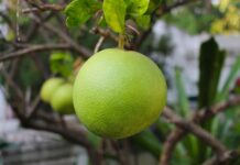 Czy pomelo rośnie w Polsce? Czy pomelo rośnie w Polsce?