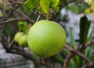 Czy pomelo rośnie w Polsce?