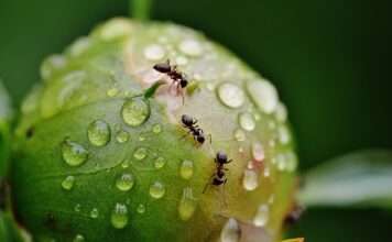 Ile waży jedna mrówka?