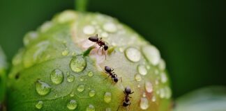 Czy mrówka ma żądło?