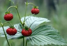 Na co pomagają poziomki? Na co pomagają poziomki?
