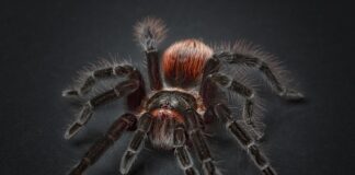 Dlaczego pająki siedzą na środku pajęczyny?