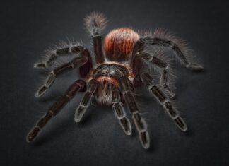 Dlaczego pająki siedzą na środku pajęczyny?