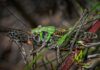Czy ukąszenie skorpiona jest śmiertelne?