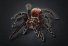 Jak długo pająk robi pajęczynę?